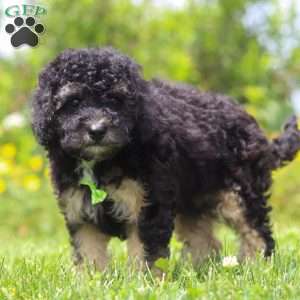 Benji, Mini Bernedoodle Puppy